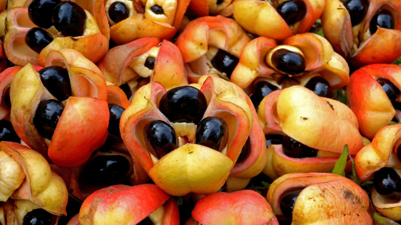 El ackee, también conocido como “akee” o “akí”, es la fruta nacional de Jamaica