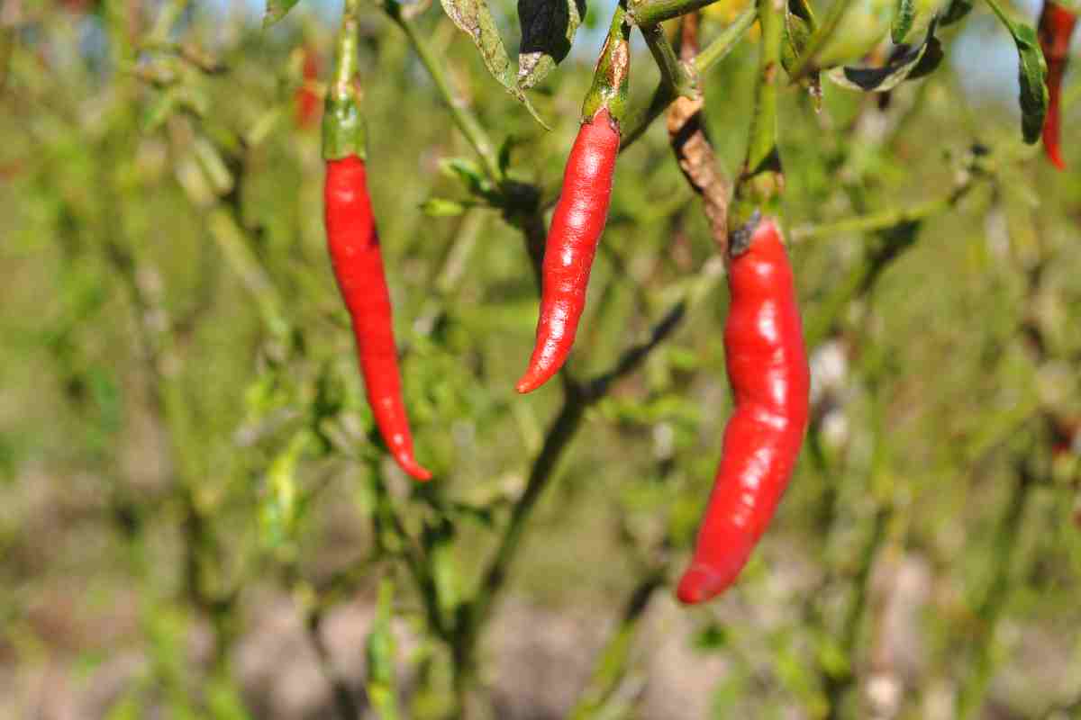 El chile, por extraño que parezca, es un fruto muy saludable. Es rico en vitamina C.