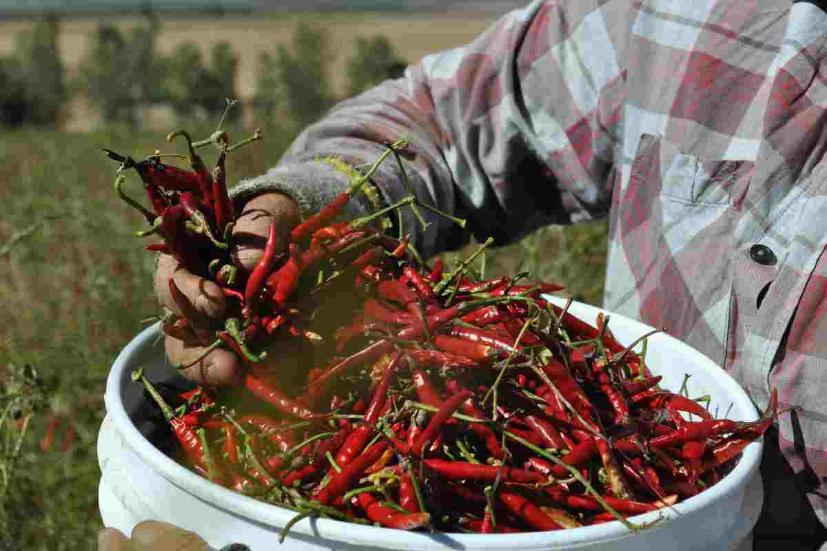 El chile Yahualica es catalogado de primera calidad o segunda y debe de contar con ciertas características.
