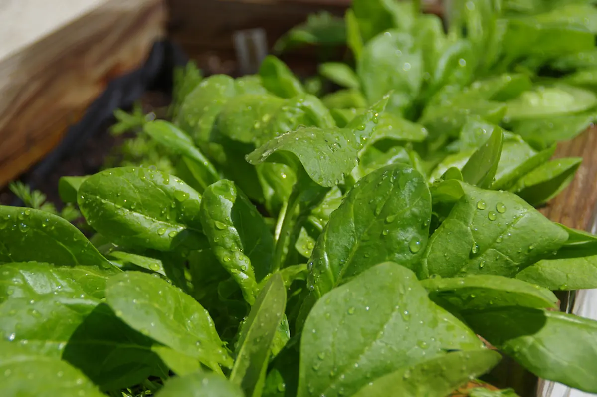 Cultivar espinacas en maceta