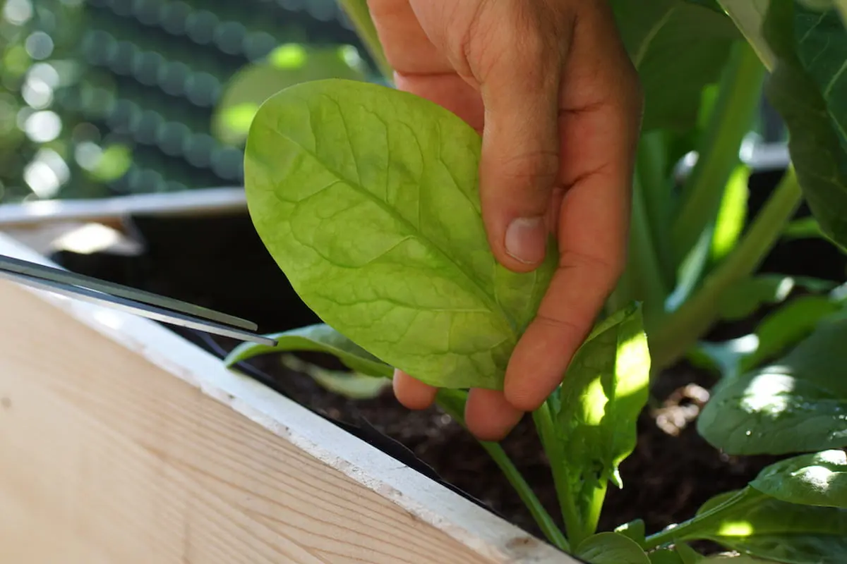 Consejos para cultivar espinacas en macetas