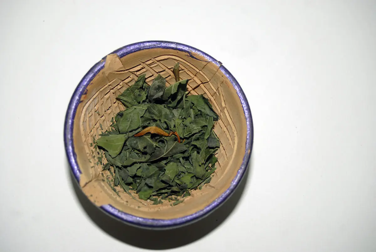 Hojas de muicle secas para infusiones