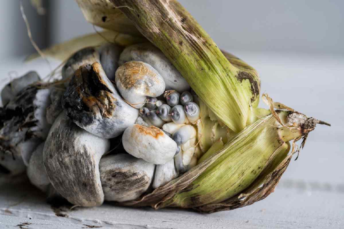El huitlacoche es un hongo parásito que infecta a los granos de maíz.