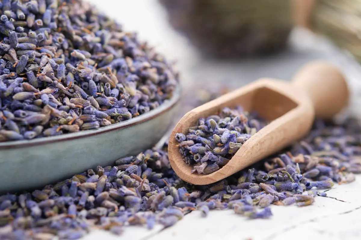 Preparar lavanda para cocinar deshidratar
