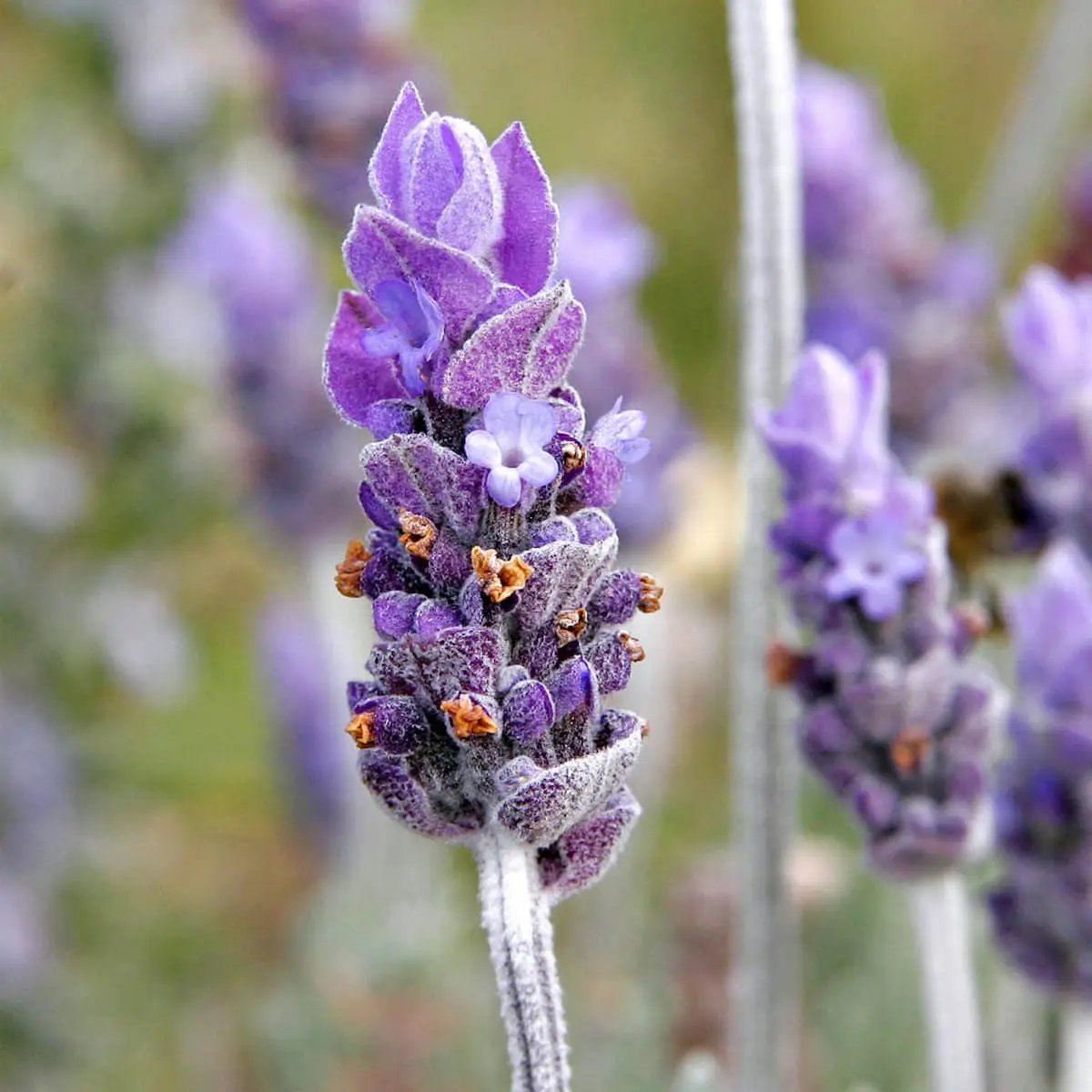 Lavanda francesa