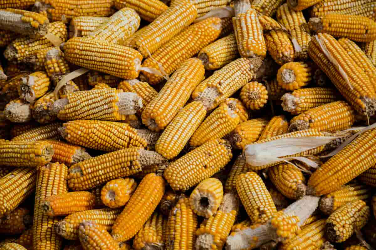 Una semilla genéticamente modificada o transgénica, resulta de extraer el ARN del maíz y transferirle un gen de otro reino distinto al vegetal, como el bacteriano por medio de herramientas tecnológicas y en un ambiente controlado, como puede ser un laboratorio.