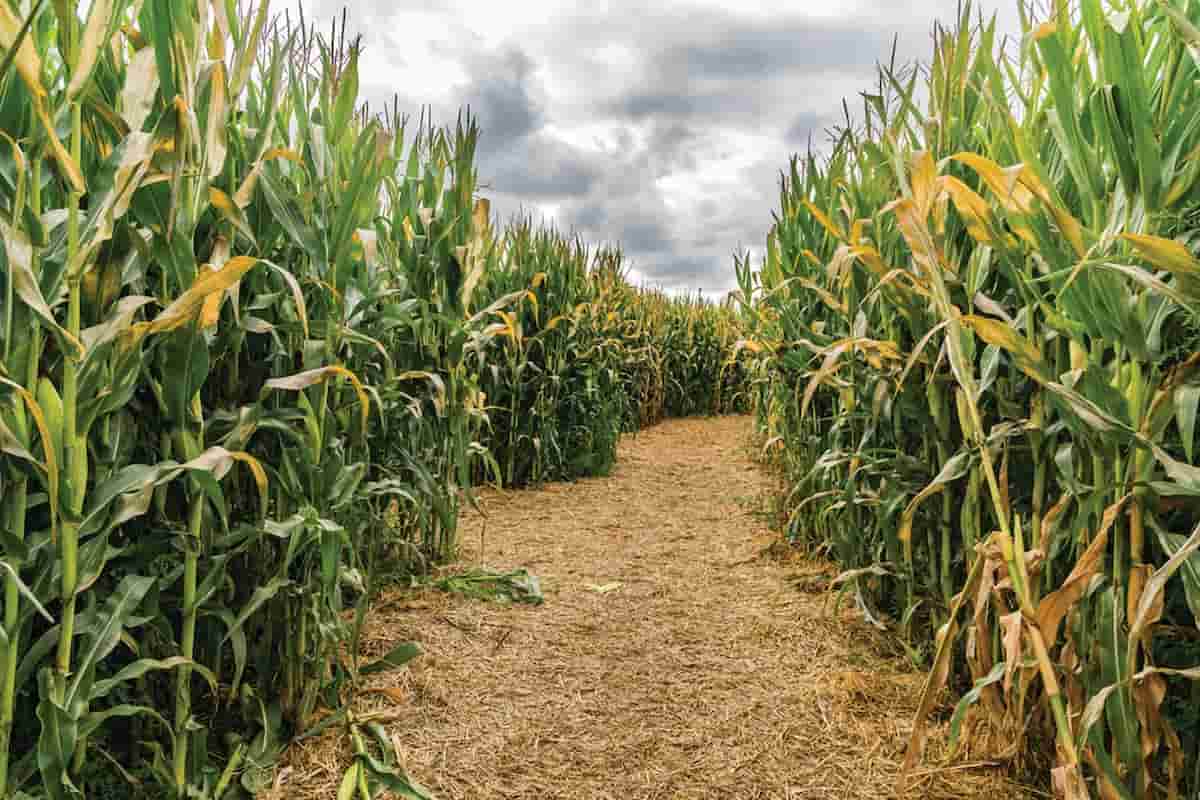 La milpa es el sistema agrícola tradicional conformado por un policultivo. Su especie principal es el maíz, acompañada de diversas especies de frijol, calabazas, chiles, tomates, y muchas otras dependiendo de la región.