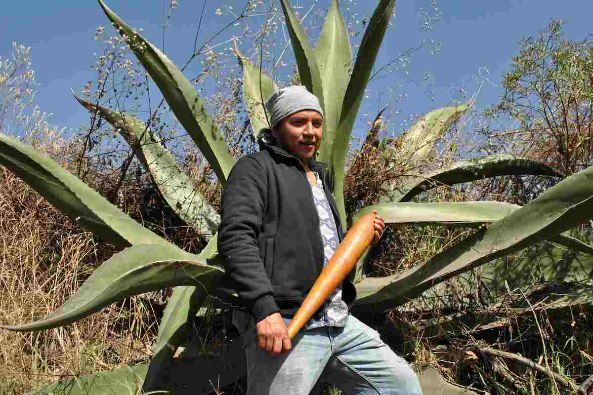 Extracción de aguamiel para la preparación de pulque presente en el Festival Gastronómico del Pulque.