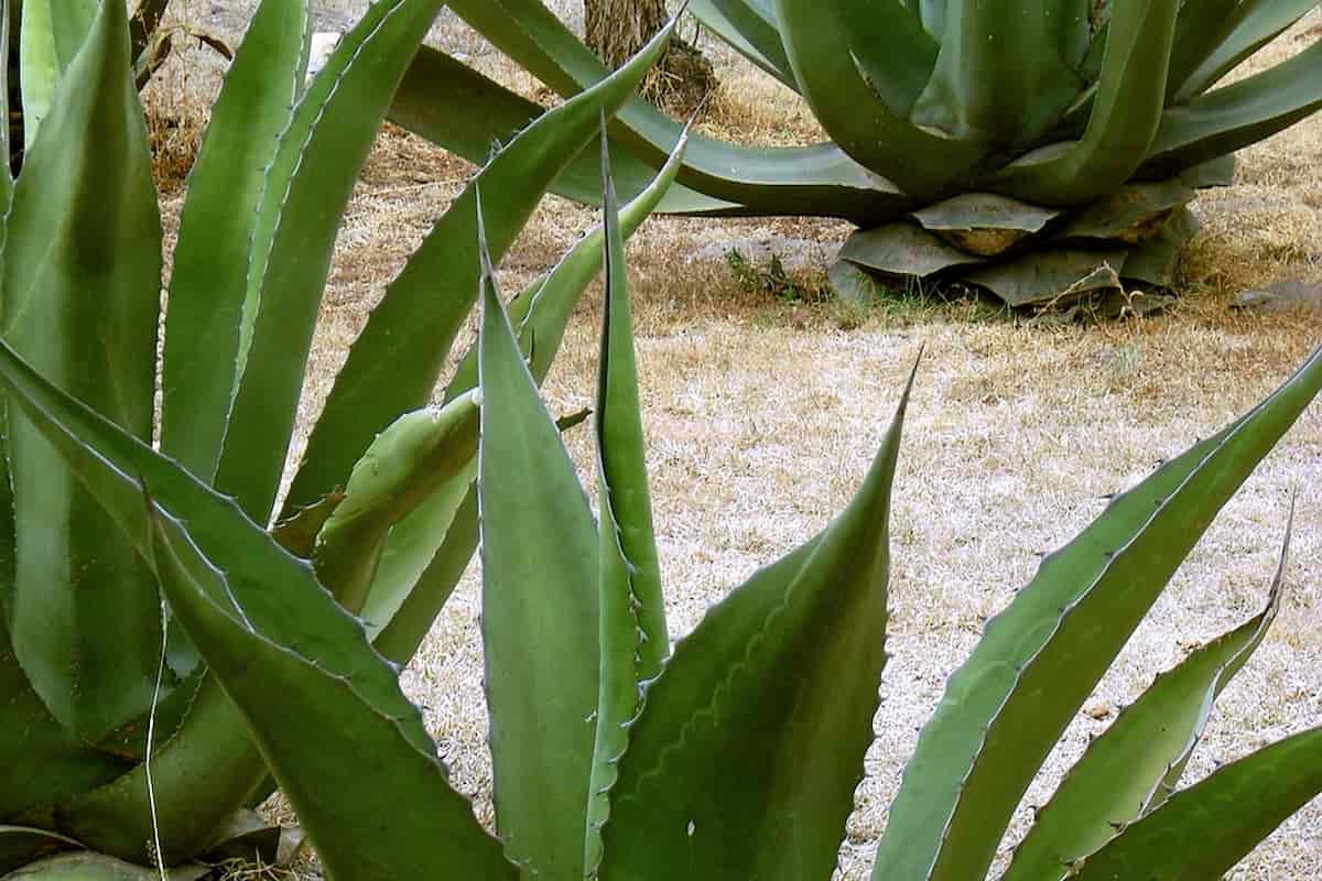 de dónde viene el pulque