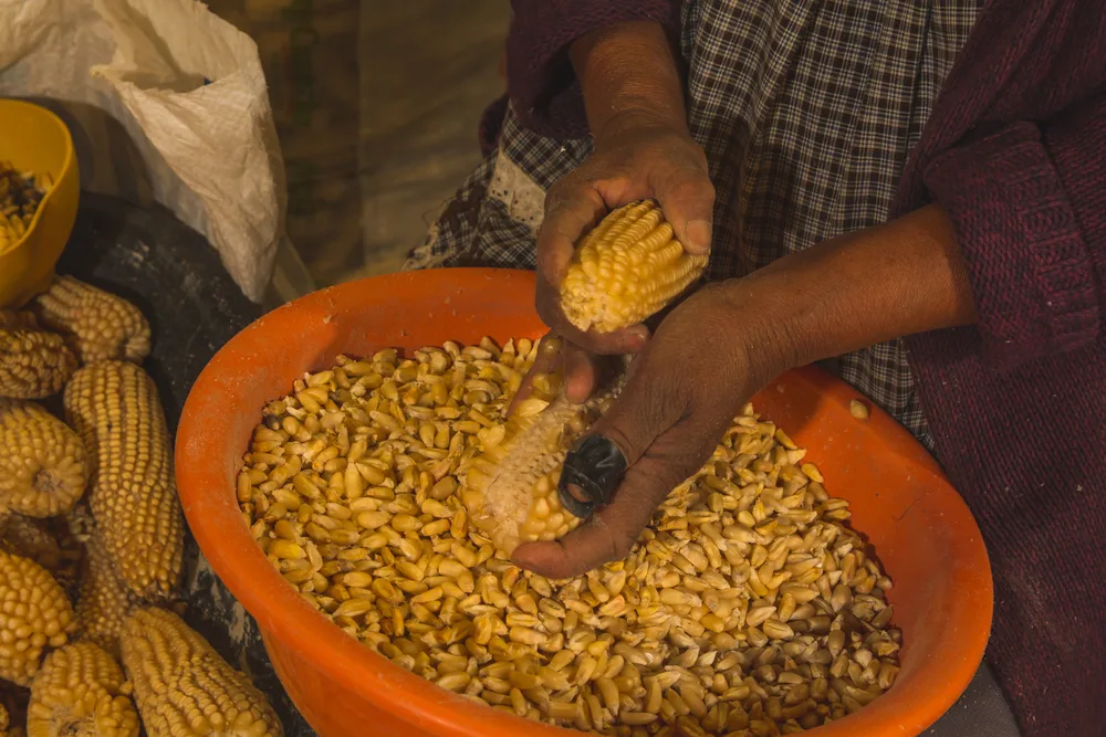 Maíz ocho pilares de la gastronomía mexicana