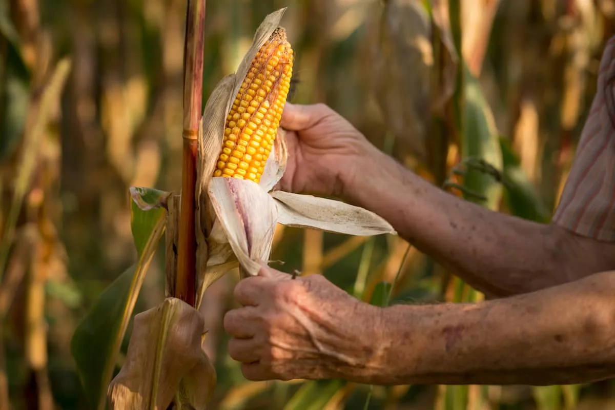números de los alimentos más exportados en México