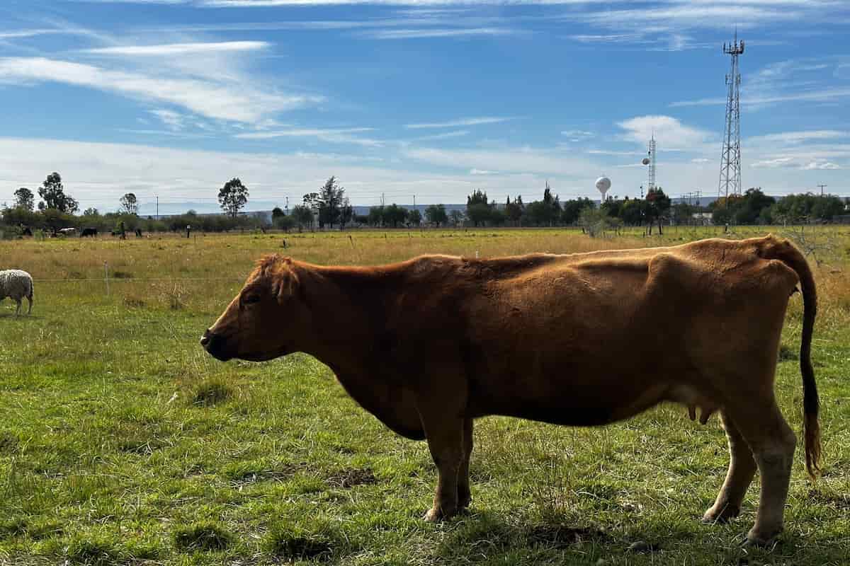 productos orgánicos y sustentables en Querétaro