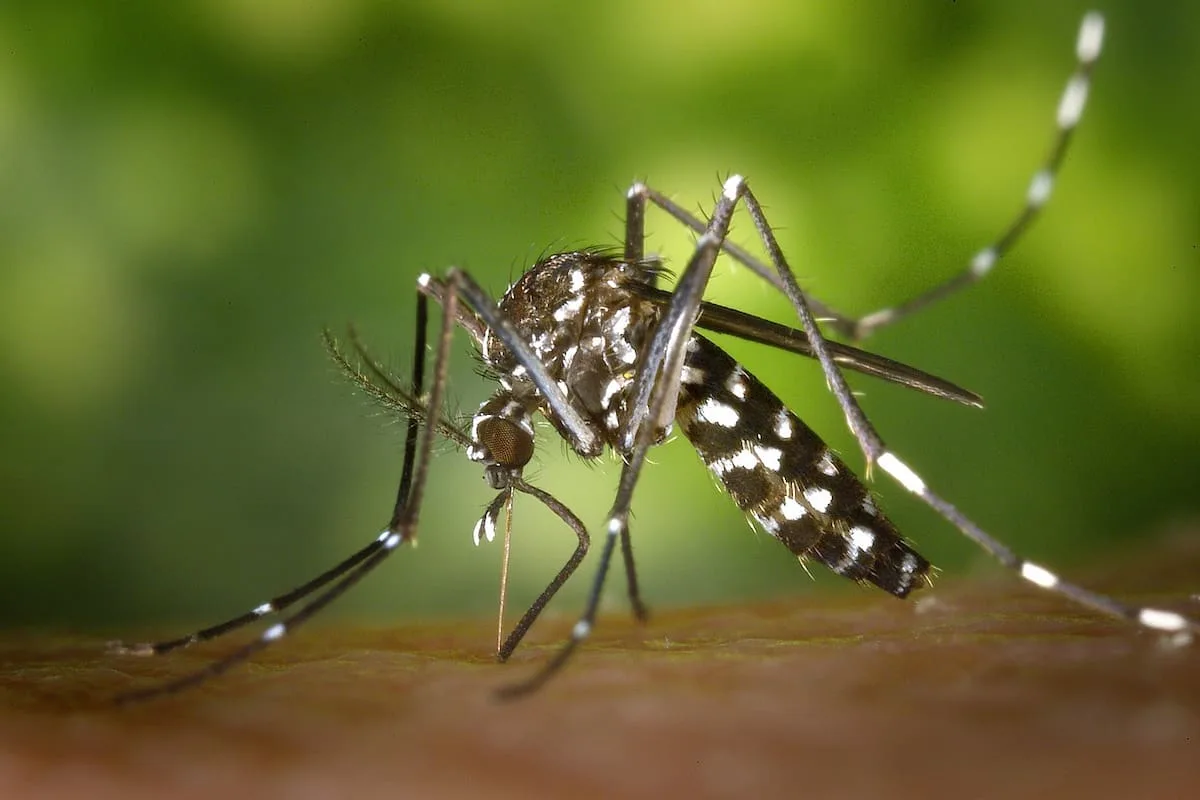 los mosquitos se comen?