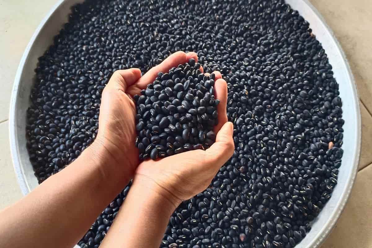 En el mundo se conocen alrededor de 150 especies de frijoles