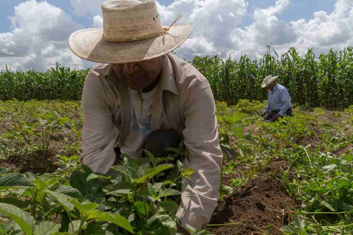 Diputados aprueban la Ley de Alimentación Adecuada y Sostenible