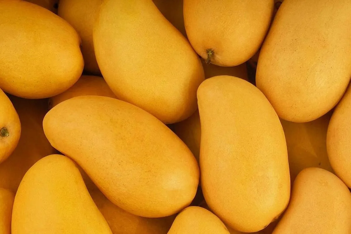 de dónde viene el mango Ataúlfo 