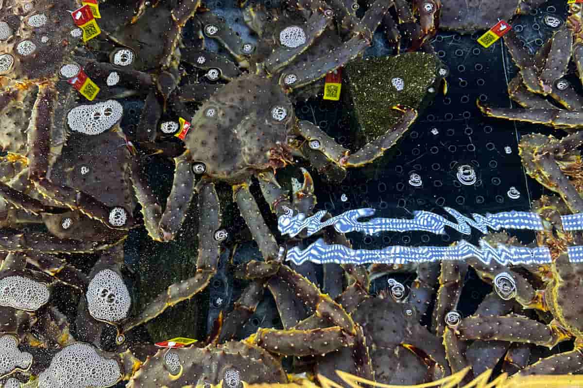 mariscos de la gastronomía de Noruega