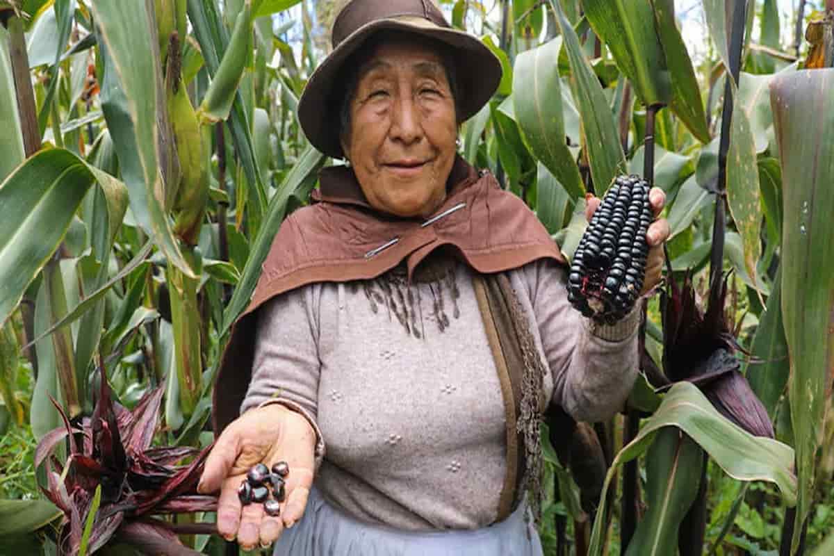 El “Sicainito” es testimonio de la capacidad de innovación y resiliencia del pueblo peruano.