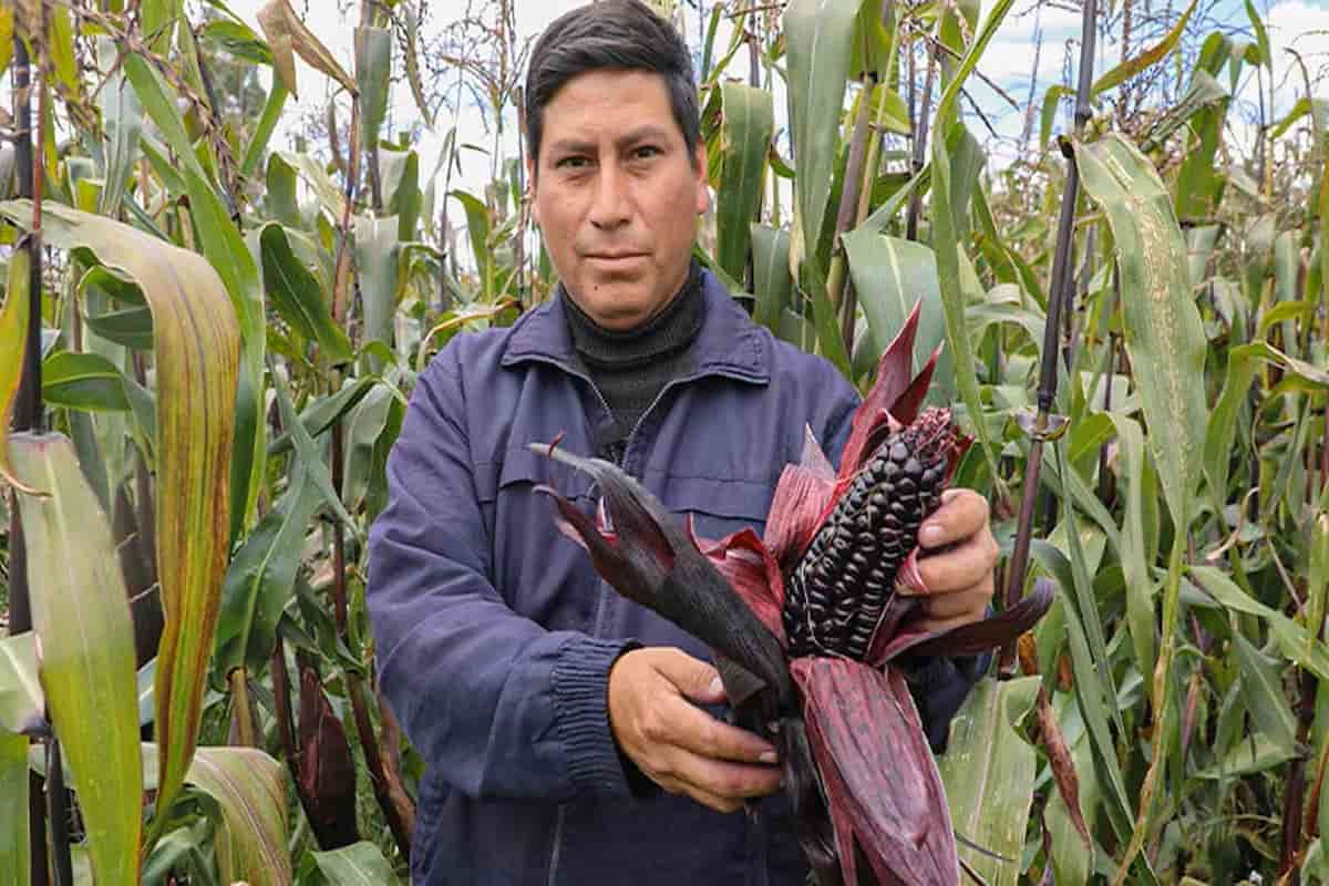 Alain Rutti muestra la nueva variante del maíz morado, llamado sicainito.
