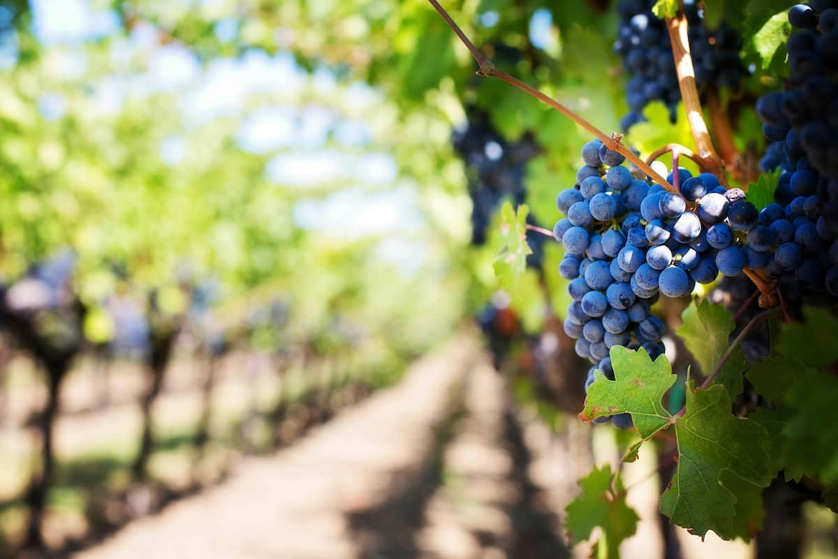 Una viña o viñedo es una plantación de vides (Vitis vinifera) para la producción de uvas de mesa o de vino.