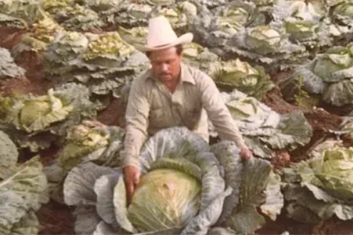 verduras gigantes del Valle de Santiago