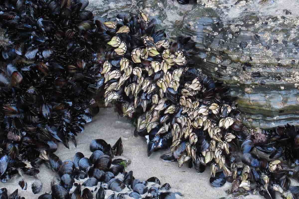 qué son los percebes