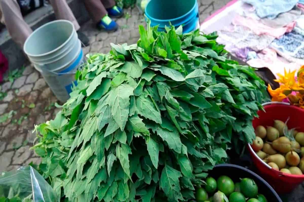 tipos de quelites y cómo prepararlos