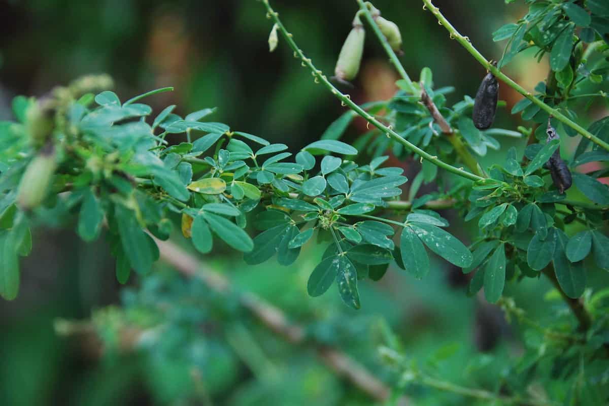 cómo hacer tamales de chipilin
