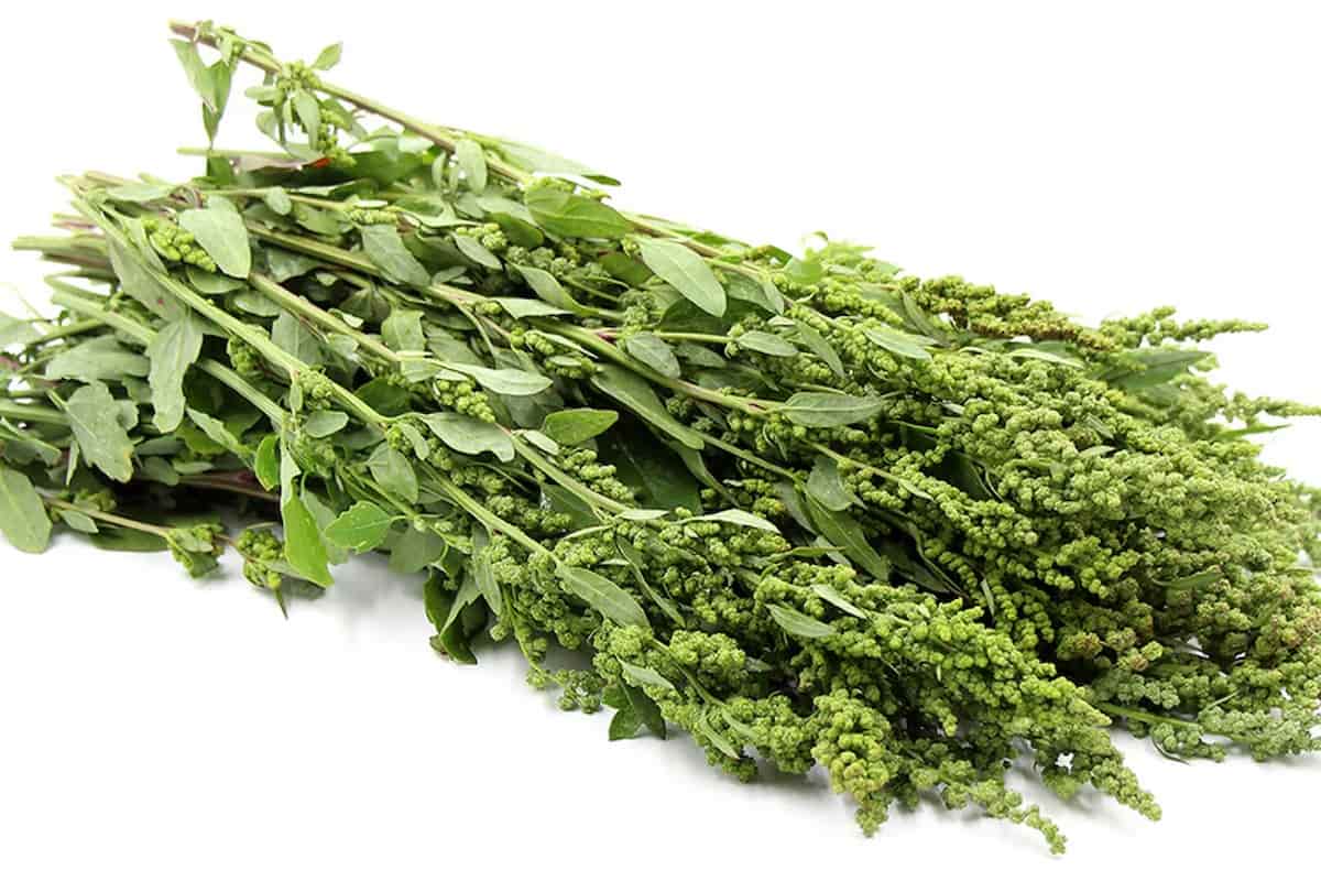 por qué los están en peligro de extinción