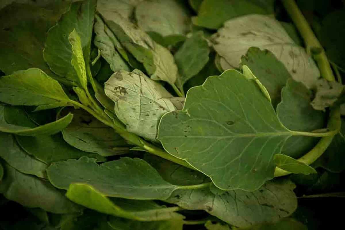 cuántos tipos de quelites existen y cómo se cocina