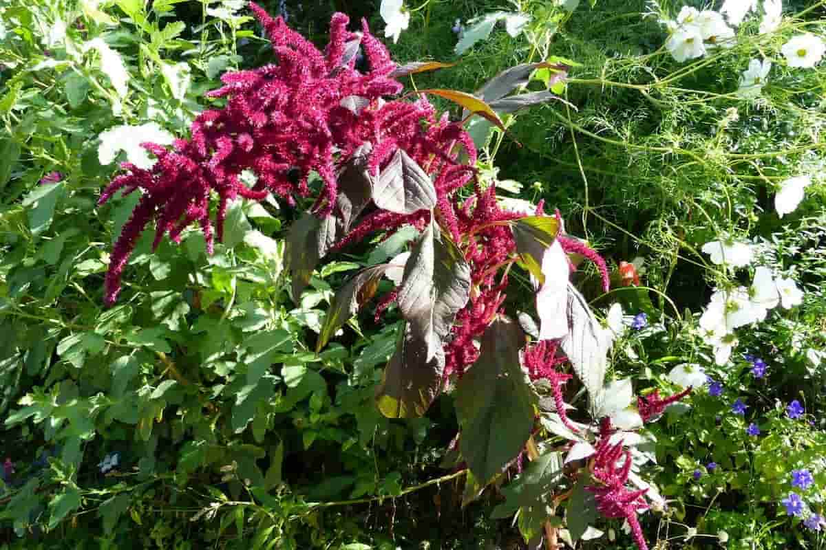 cómo se preparan los quelites fácilmente