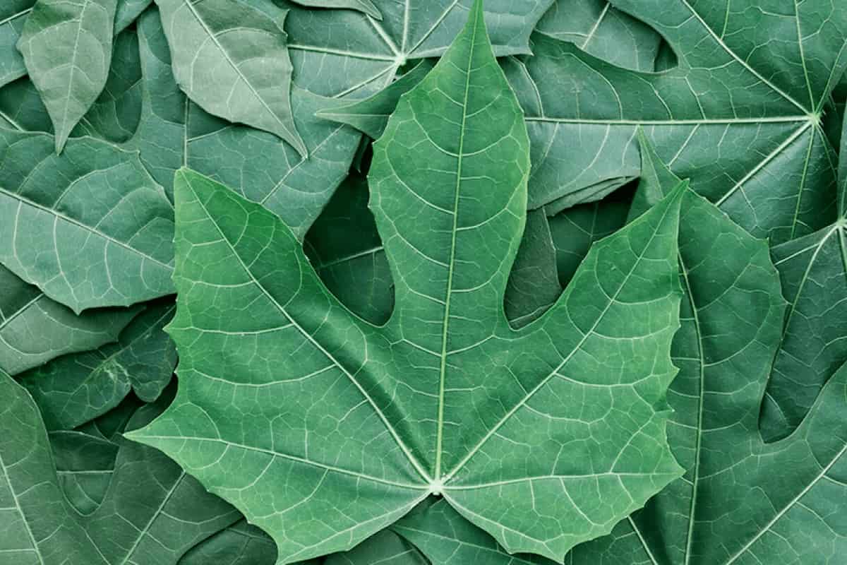 receta de agua de Chaya