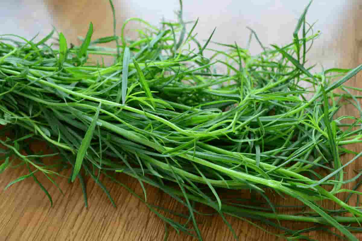 qué son los quelites y cuántos tipos existen