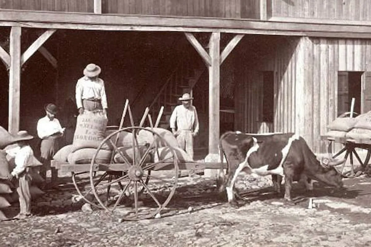historia del café guatemalteco