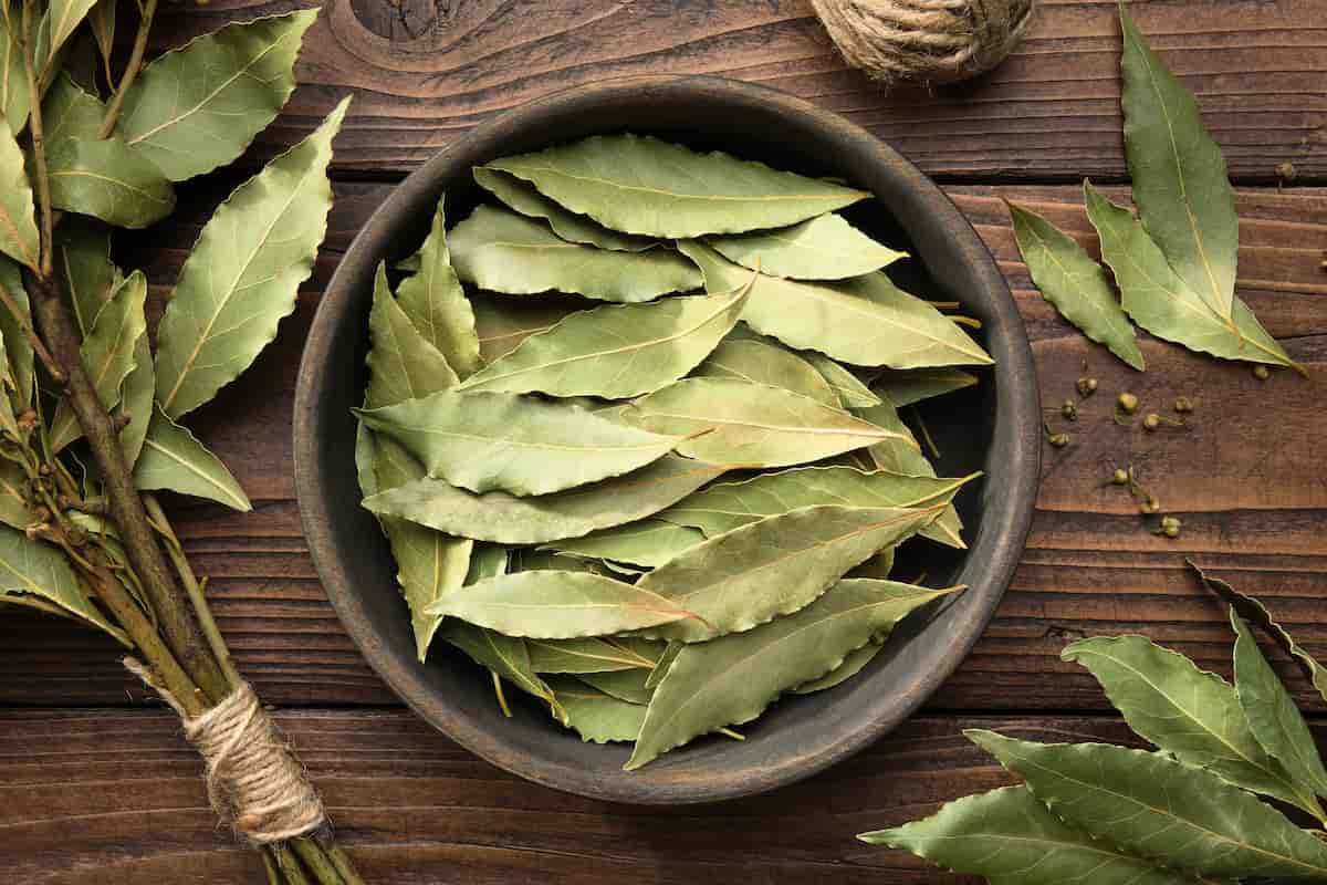 cómo alejar a las cucarachas de tu cocina? con hojas de laurel