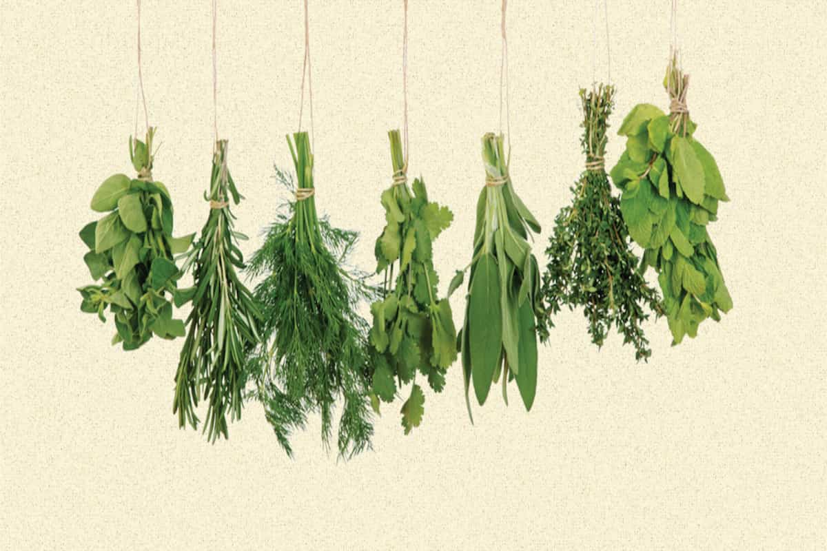 qué son los quelite un alimento mexicano en peligro de extinción