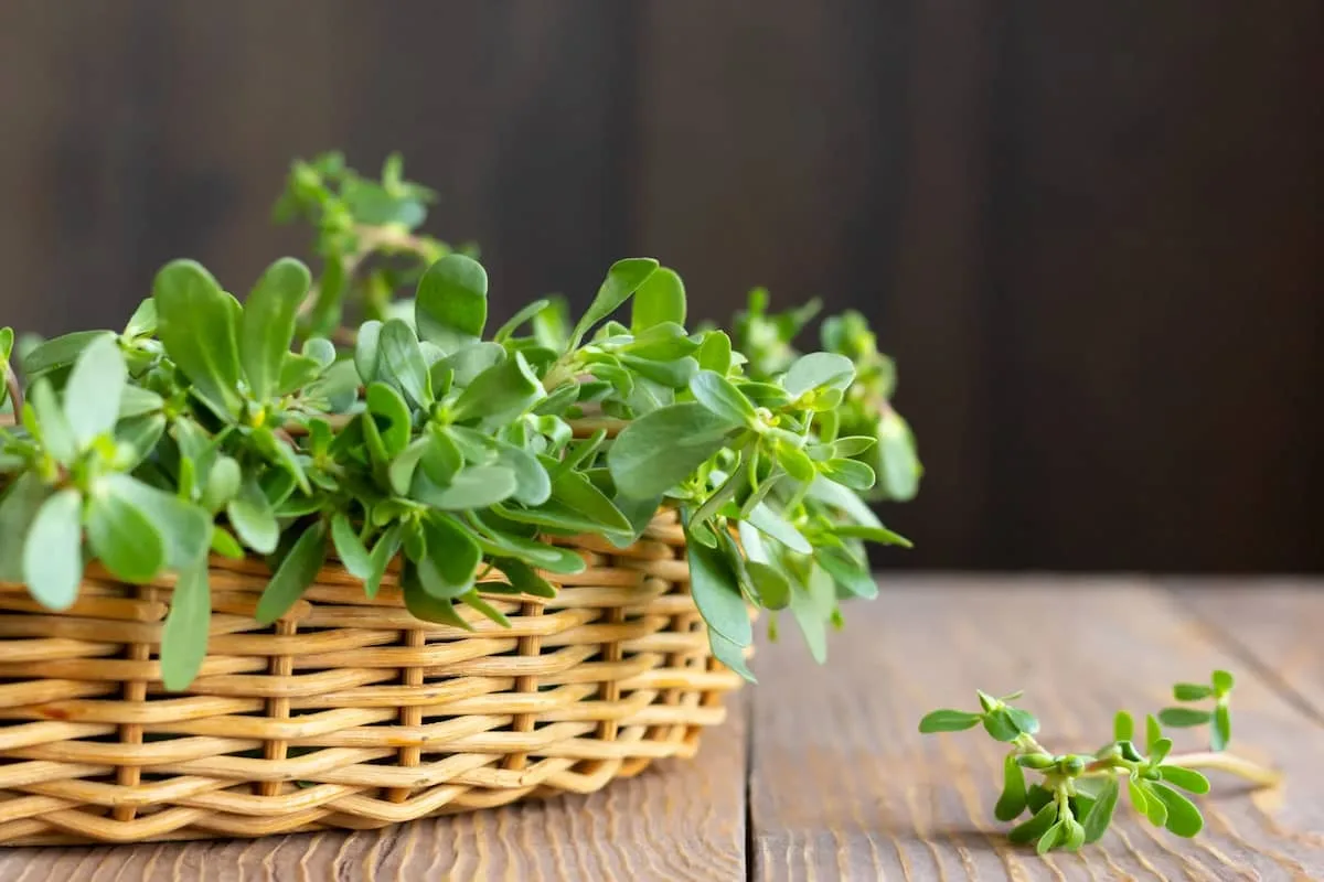 cómo hacer verdolagas con carne de puerco