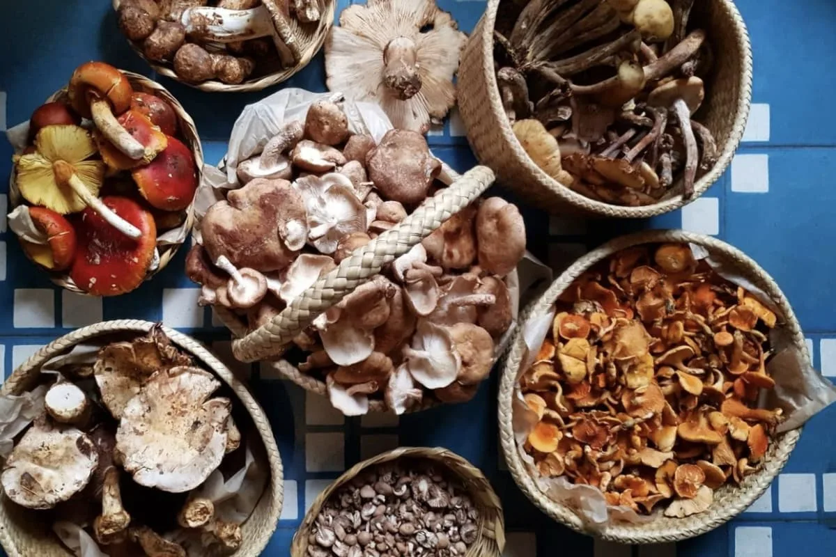 Suculenta entonces se da a la tarea de conservarlos en distintos productos como paté de shiitakes, setas o porcini, hongos deshidratados. / Foto: por @monicamexicana cortesía @suculenta_oax