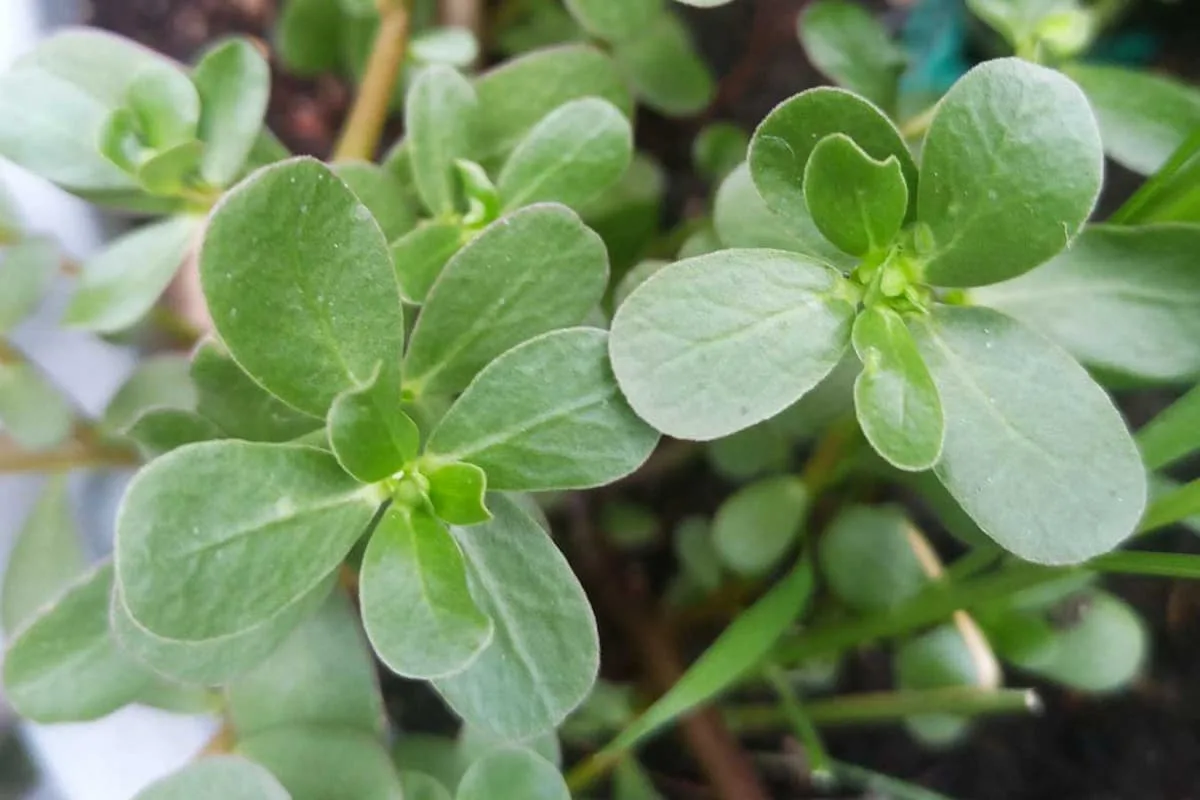 beneficios medicinales de las verdolagas