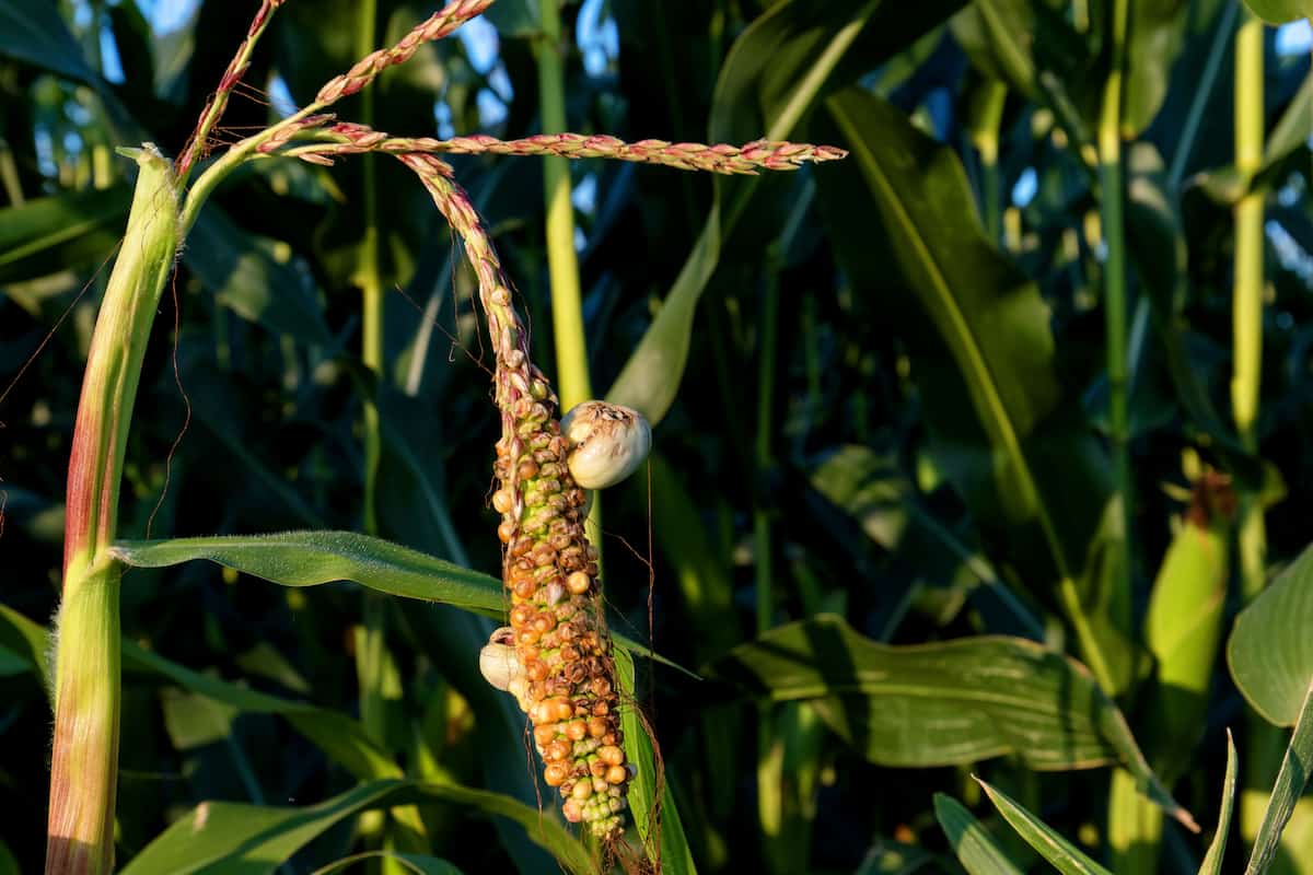 este es el huitlacoche un hongo que crece en las mazorcas de maíz muy consumido en México