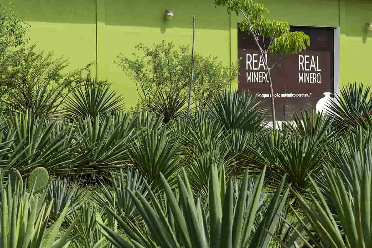 sostenibilidad agave
