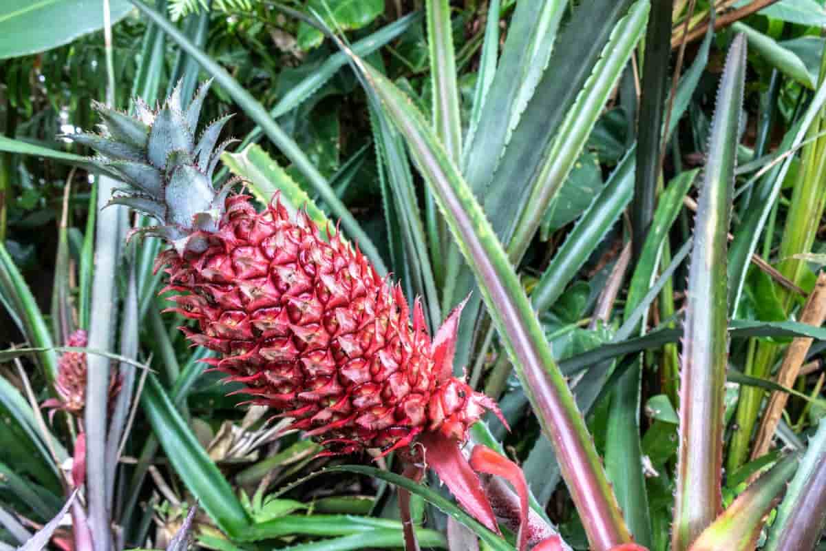 produccion de piña rosada