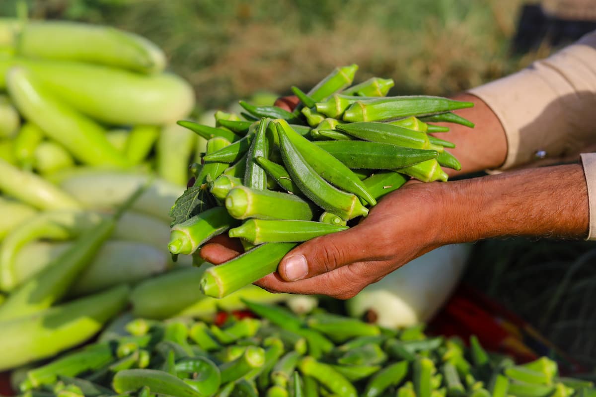 ambién conocida quimbombó, gombo o quingombó, la okra es una verdura fina de color verde.