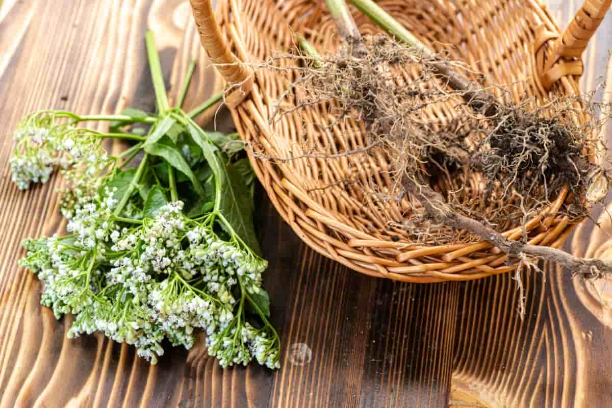 Te decimos todo sobre la flor de valeriana y sus beneficios para el insomnio.