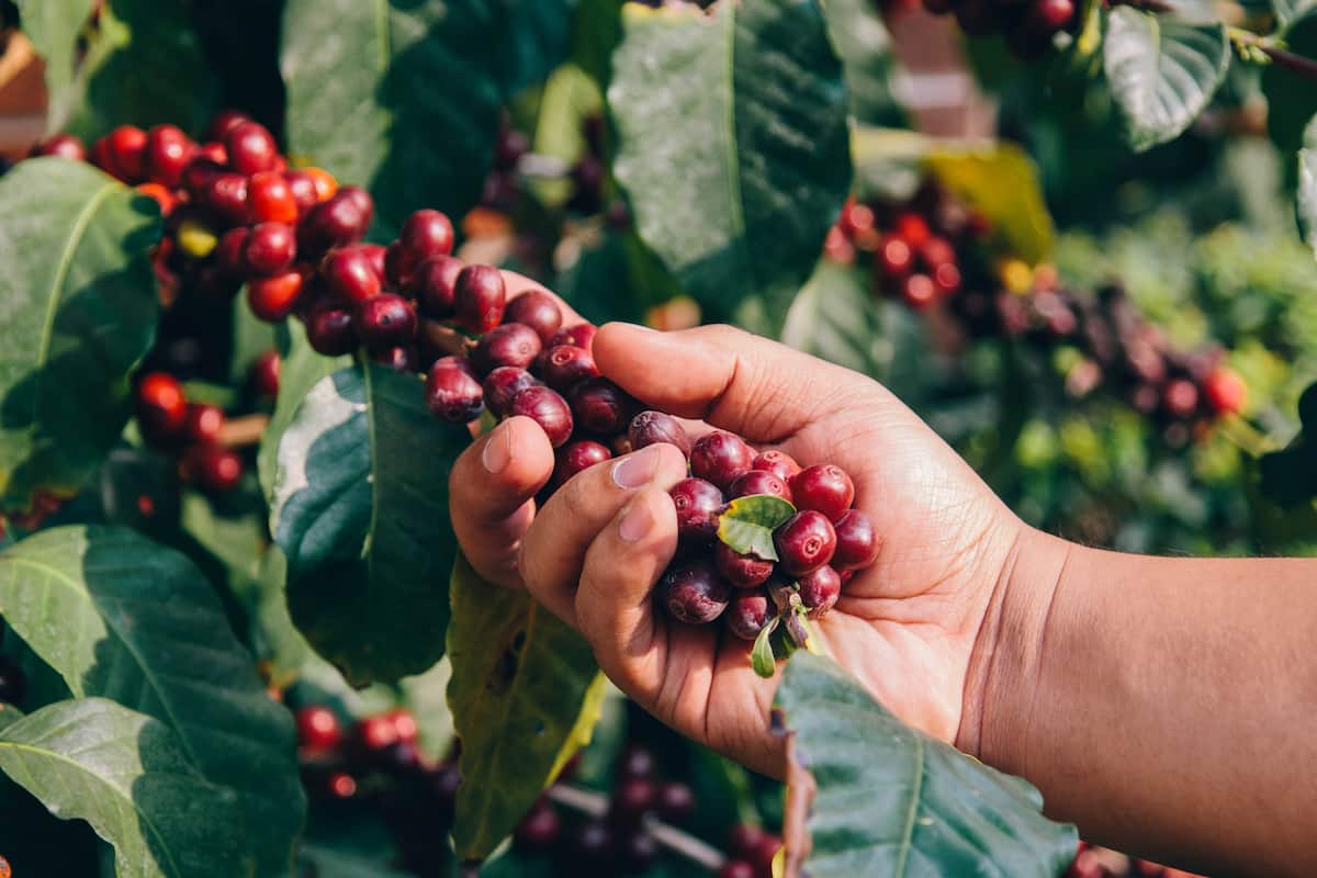 serie documental sobre ingredientes de México