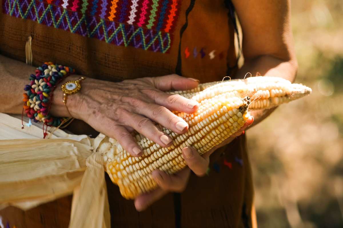 Sheinbaum enfatizó que el maíz es un elemento de identidad nacional, cuyo cultivo debe ser libre de transgénicos, priorizando su manejo agroecológico.