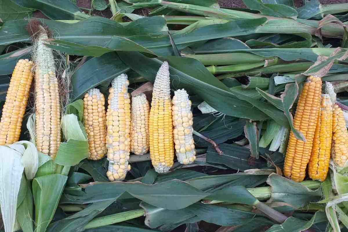 El maíz humero es la base de las humitas chilenas