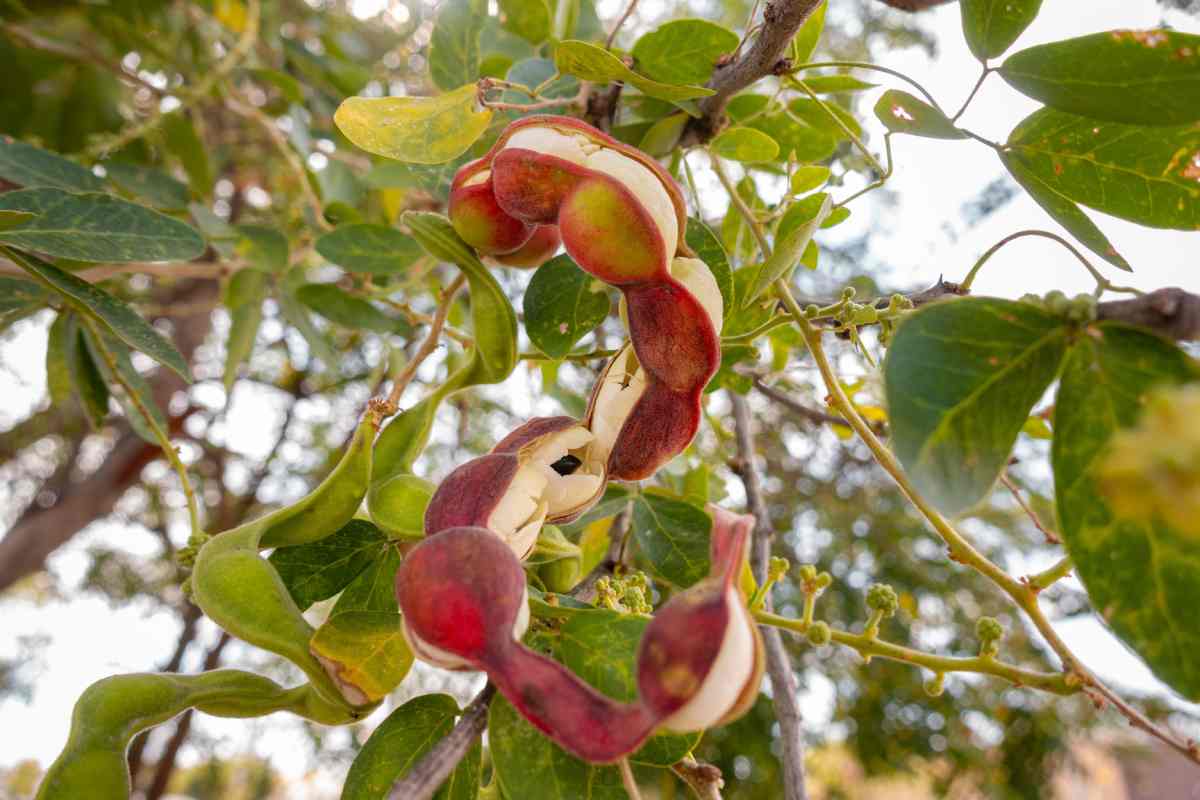 Qué es el guamúchil