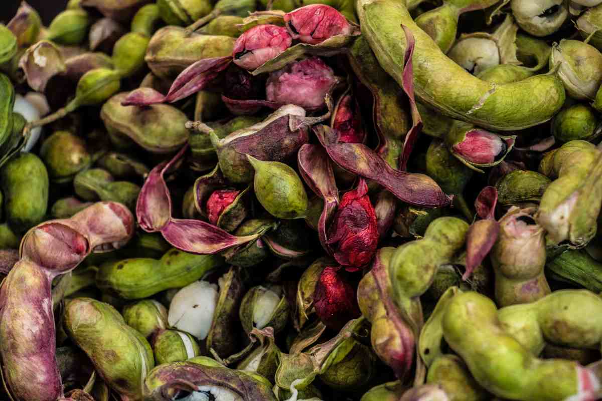 ¿Dónde se da el árbol de guamúchil?