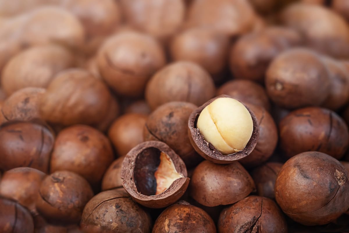 la macadamia es una nuez que se suele consumir seca 